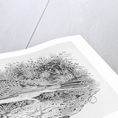 The Skylark from the 'History of British Birds' Volume I, pub. 1797 by Thomas Bewick