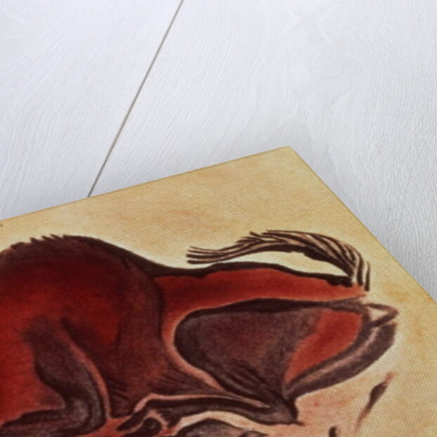 Rock painting of a bison, late Magdalenian, 13000 BC by Anonymous