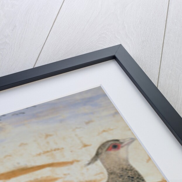 Himalayan cheer pheasant, Jahangir Period, Mughal, c.1620 by Mansur (fl.c.1590-1630)