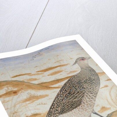 Himalayan cheer pheasant, Jahangir Period, Mughal, c.1620 by Mansur (fl.c.1590-1630)