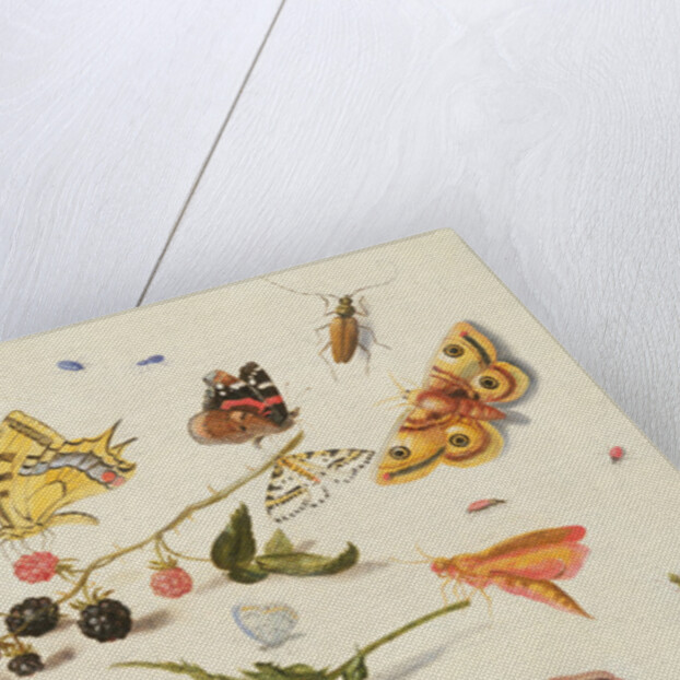 Study of Insects, Flowers and Fruits, 17th century by Ferdinand van Kessel