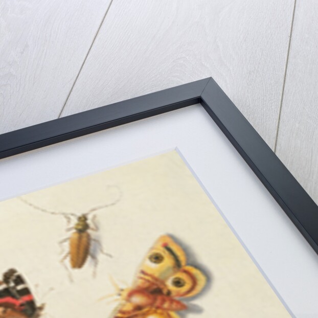 Study of Insects, Flowers and Fruits, 17th century by Ferdinand van Kessel