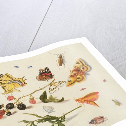 Study of Insects, Flowers and Fruits, 17th century by Ferdinand van Kessel