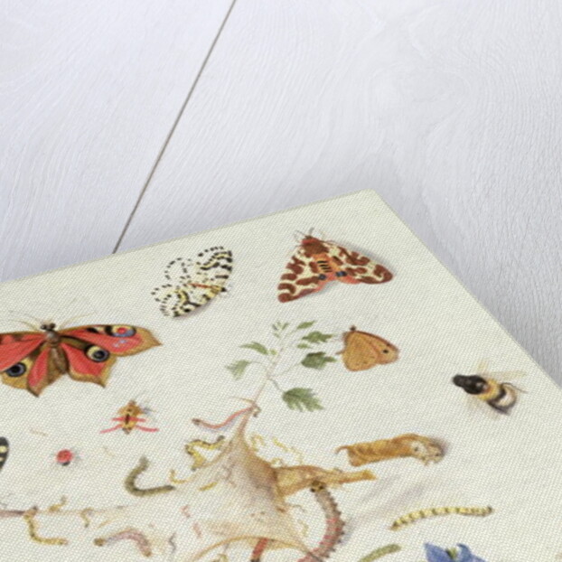 Study of Insects and Flowers by Ferdinand van Kessel