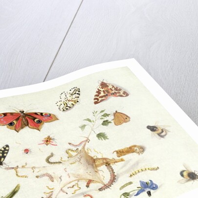 Study of Insects and Flowers by Ferdinand van Kessel