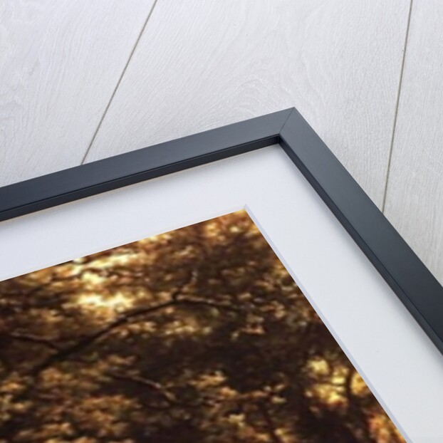 The Wooded Stream, 19th century by Barend Cornelis Koekkoek