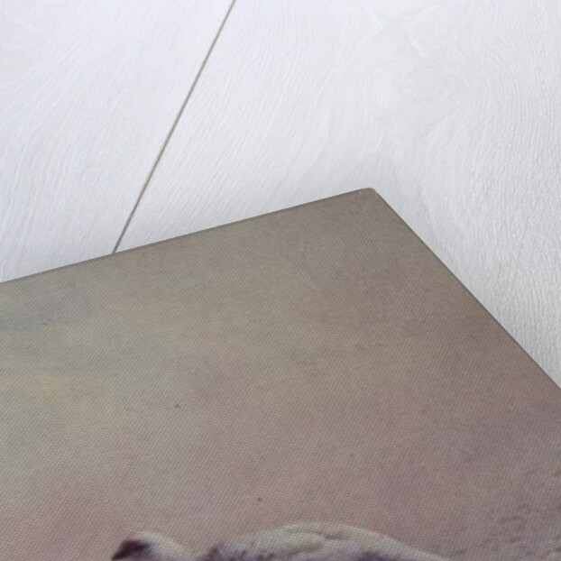 Ptarmigan, Winter, 1873 by Joseph Wolf