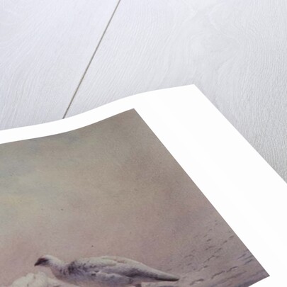 Ptarmigan, Winter, 1873 by Joseph Wolf