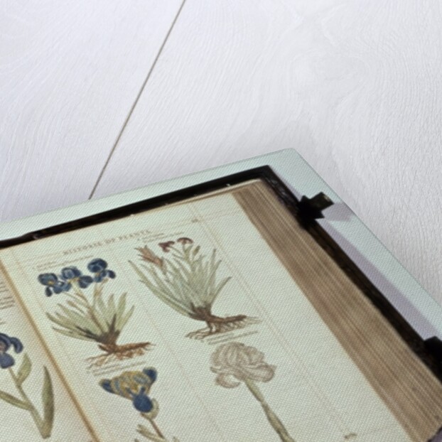 Iris, six varieties from 'The First Booke of the Historie of Plants' by John Gerard, published 1597 by English School