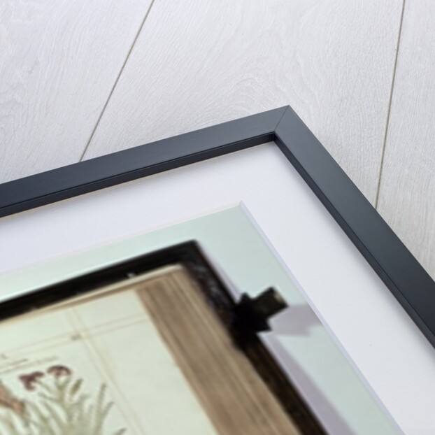 Iris, six varieties from 'The First Booke of the Historie of Plants' by John Gerard, published 1597 by English School