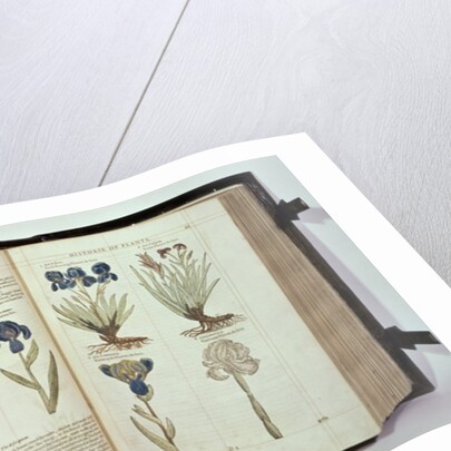 Iris, six varieties from 'The First Booke of the Historie of Plants' by John Gerard, published 1597 by English School