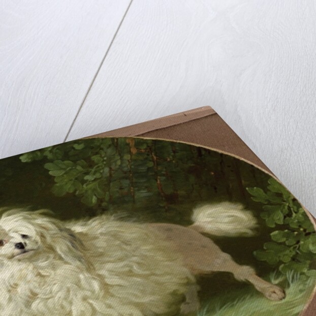 Portrait of a Poodle by Jean Jacques Bachelier