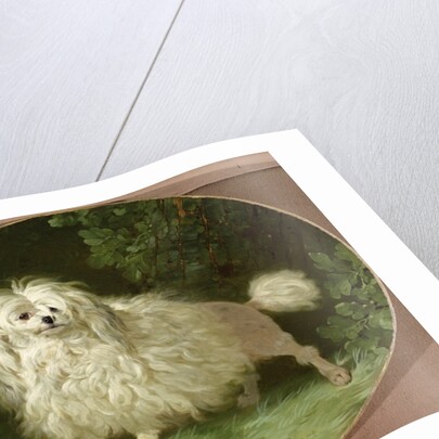 Portrait of a Poodle by Jean Jacques Bachelier