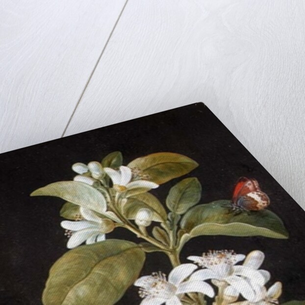 Pear Blossom by Barbara Regina Dietzsch