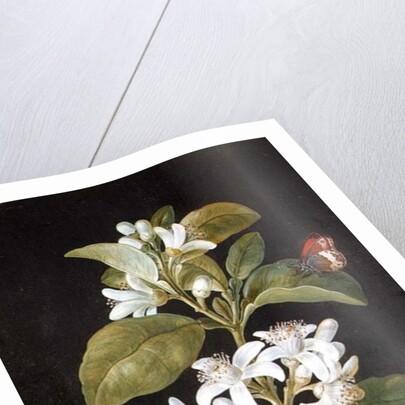 Pear Blossom by Barbara Regina Dietzsch