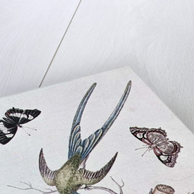 The Long-tailed Humming Bird, 1742 by George Edwards