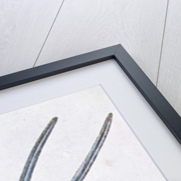 The Long-tailed Humming Bird, 1742 by George Edwards