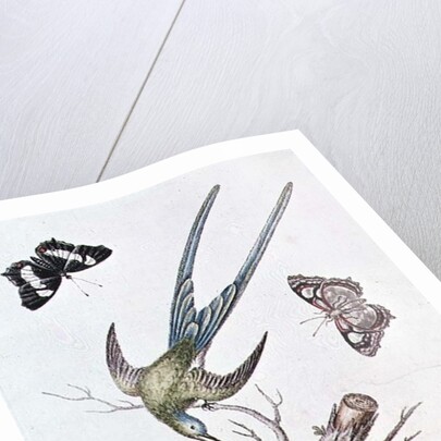 The Long-tailed Humming Bird, 1742 by George Edwards