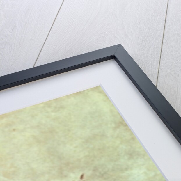 Bear Dance by George Catlin