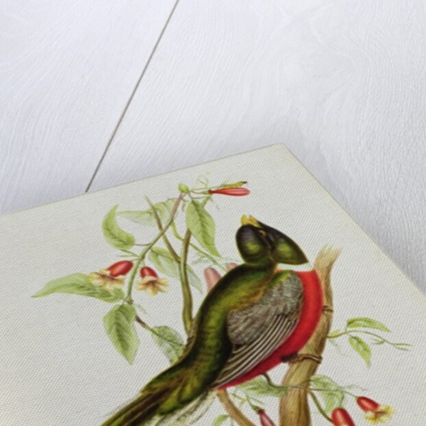 Trogon Ambiguus from 'Tropical Birds', 19th century by John Gould