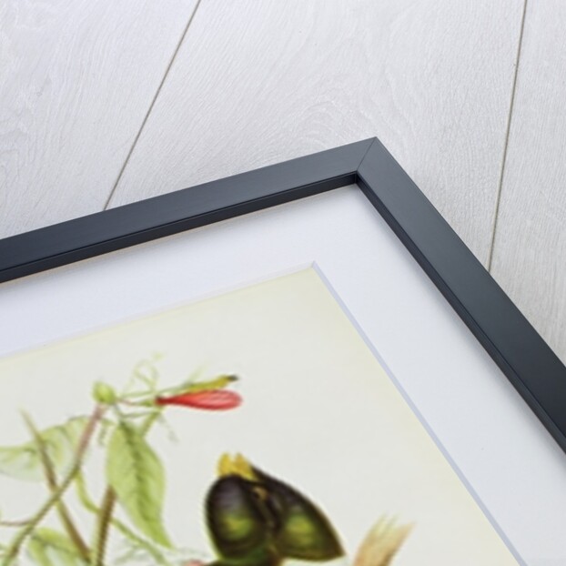 Trogon Ambiguus from 'Tropical Birds', 19th century by John Gould