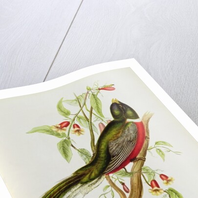 Trogon Ambiguus from 'Tropical Birds', 19th century by John Gould