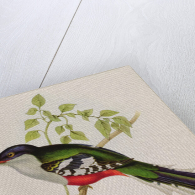 Trogon Temnurus from 'Tropical Birds', 19th century by John Gould