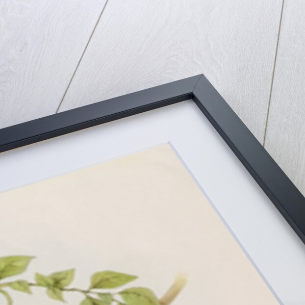 Trogon Temnurus from 'Tropical Birds', 19th century by John Gould