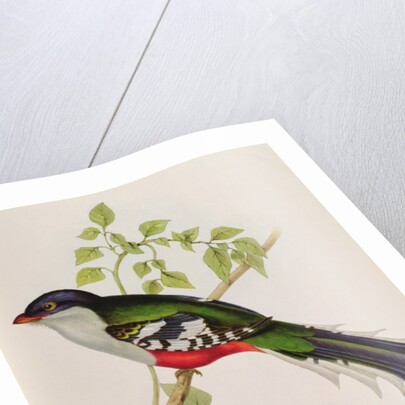 Trogon Temnurus from 'Tropical Birds', 19th century by John Gould