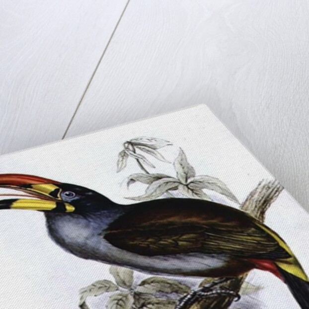 Pteroglossus Hypoglaucus from 'Tropical Birds' by John Gould