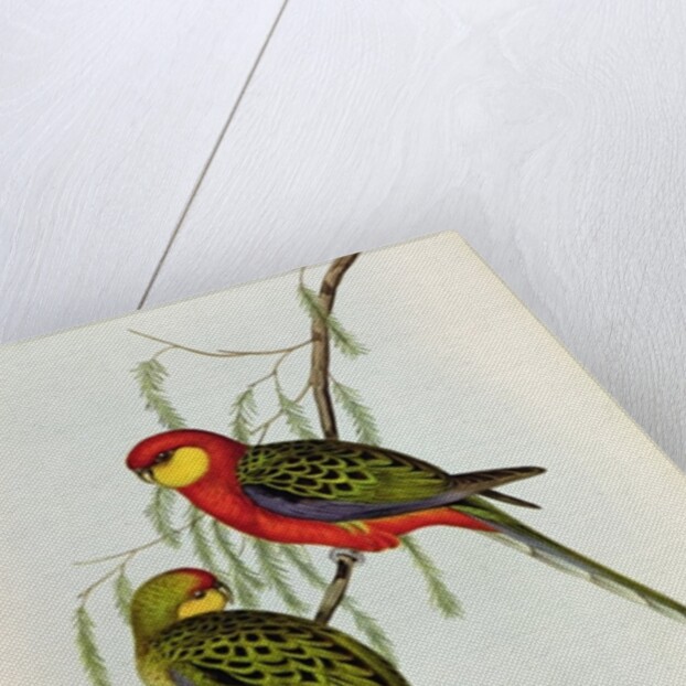 Platycercus Icterotis by John Gould