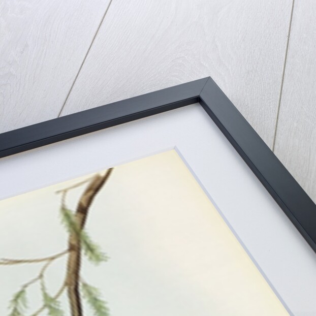 Platycercus Icterotis by John Gould