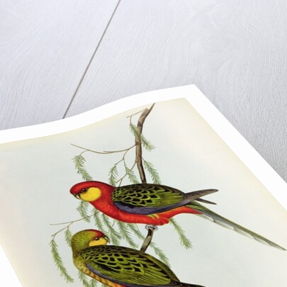 Platycercus Icterotis by John Gould