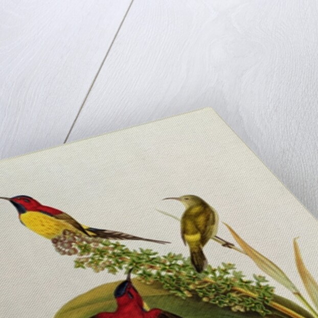 Nectarinia Gouldae from 'Tropical Birds', 19th century by John Gould