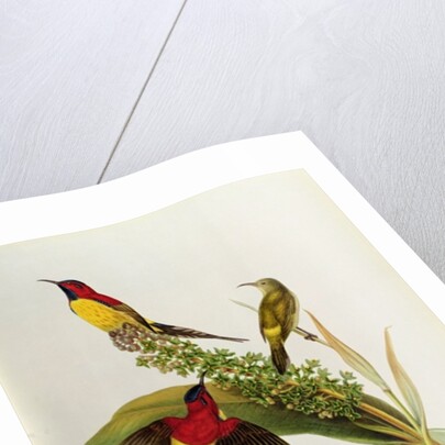 Nectarinia Gouldae from 'Tropical Birds', 19th century by John Gould