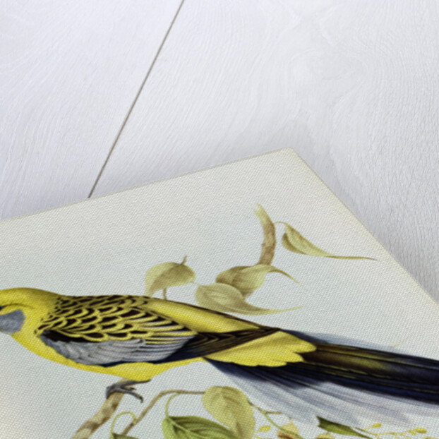 Platycercus Flaveolus by John Gould