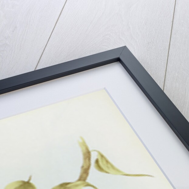 Platycercus Flaveolus by John Gould