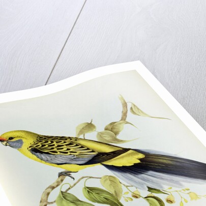 Platycercus Flaveolus by John Gould