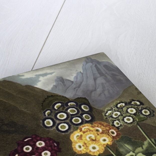 Auriculas from Dr John Robert Thornton's 'Temple of Flora, or Garden of the Botanist, Poet, Painter and Philosopher', London, 1812 by Anonymous