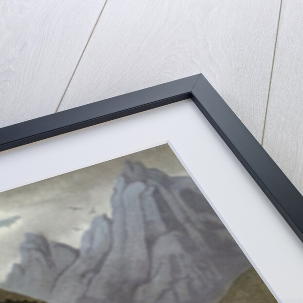 Auriculas from Dr John Robert Thornton's 'Temple of Flora, or Garden of the Botanist, Poet, Painter and Philosopher', London, 1812 by Anonymous