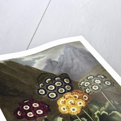 Auriculas from Dr John Robert Thornton's 'Temple of Flora, or Garden of the Botanist, Poet, Painter and Philosopher', London, 1812 by Anonymous