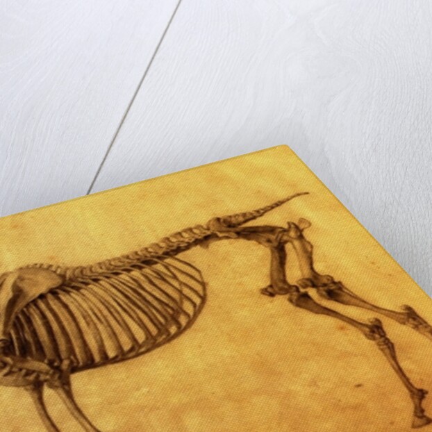 Finished Study for the First Skeletal Table of a Horse, c. 1766 by George Stubbs