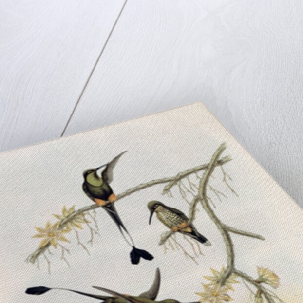 Spathura Solstitialis by John Gould