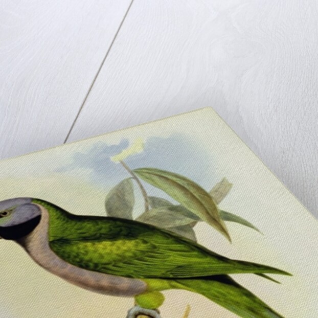 Parakeet: Palaeornis Derbianus, c.1850 by John Gould