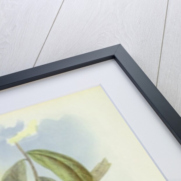 Parakeet: Palaeornis Derbianus, c.1850 by John Gould