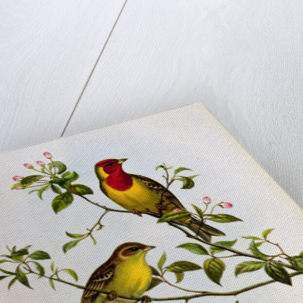 Euspiza Luteola, 19th century by John Gould