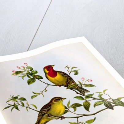 Euspiza Luteola, 19th century by John Gould