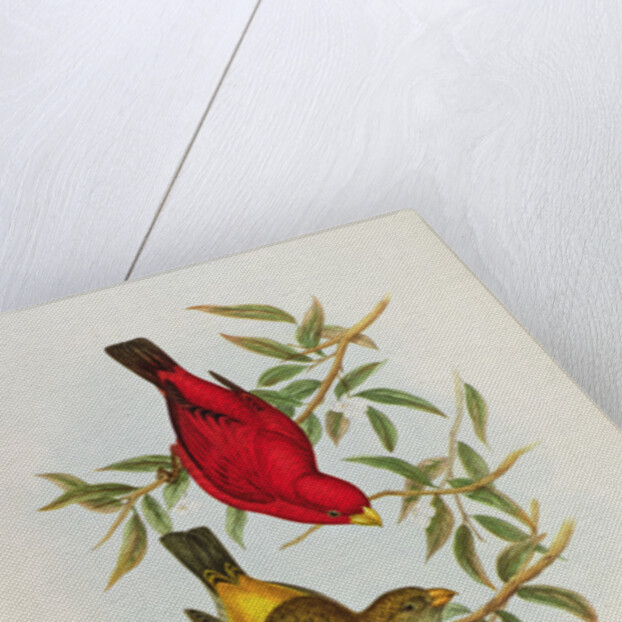 Haematospiza Sipahi by John Gould