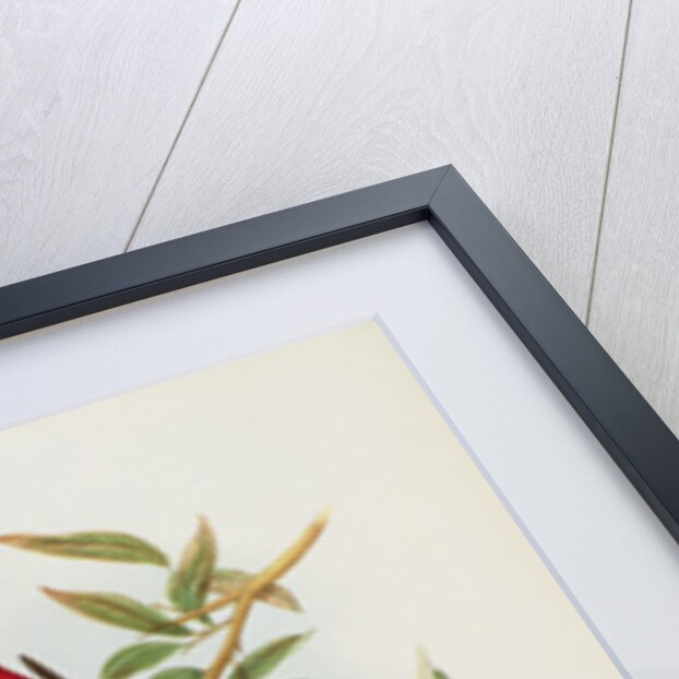 Haematospiza Sipahi by John Gould