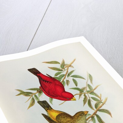 Haematospiza Sipahi by John Gould